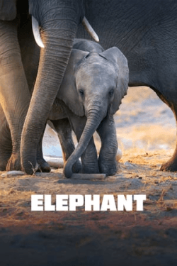 Poster Elephant (2020)