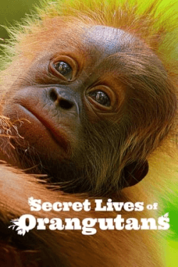 Poster Secret Lives of Orangutans (2024)