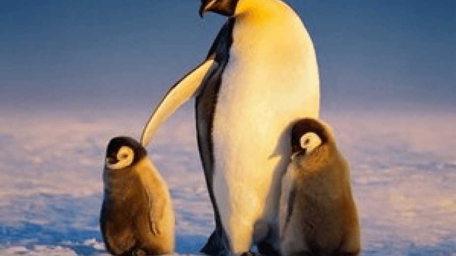 Secrets of the Penguins