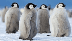 Secrets of the Penguins S1 Eps1
