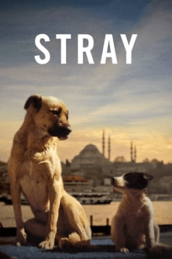 Poster Stray (2020)