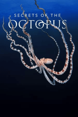Poster Secrets of the Octopus