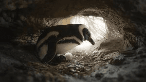 Secrets of the Penguins S1 Eps2